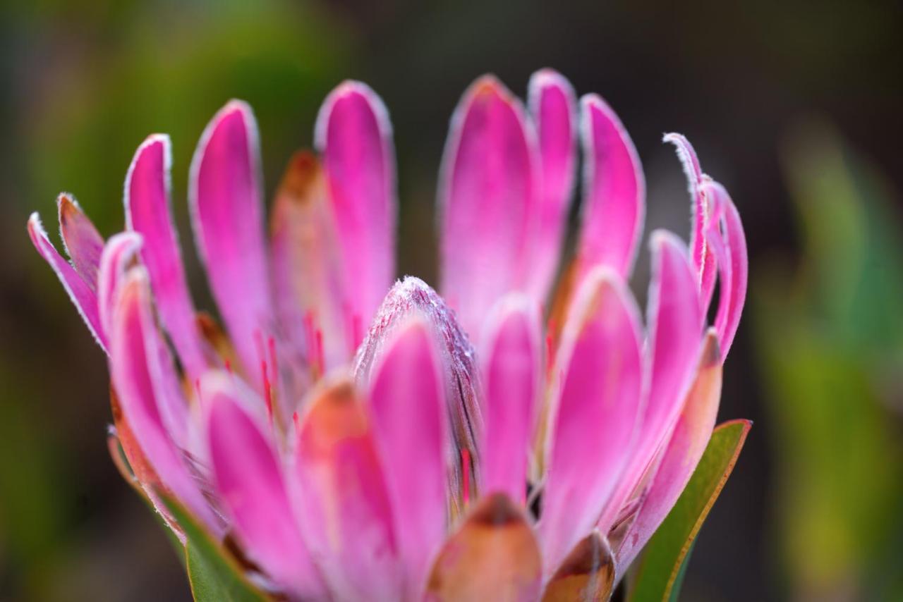 Honeyrock Cottages Kleinmond ภายนอก รูปภาพ