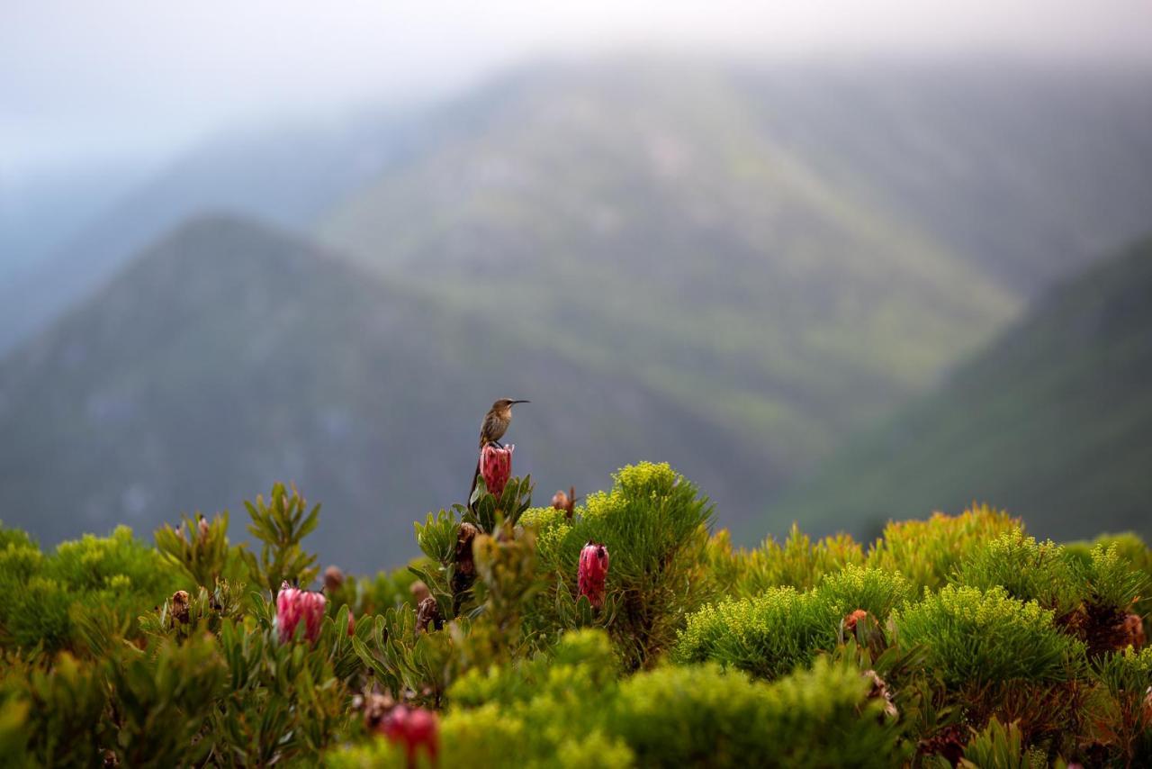 Honeyrock Cottages Kleinmond ภายนอก รูปภาพ